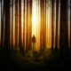 Ancient Secrets: Forest Bathing